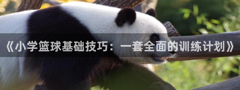 《小学篮球基础技巧：一套全面的训练计划》